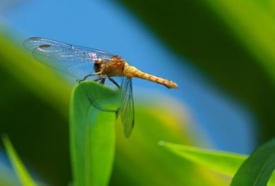 ​世界上速度最快的昆虫，澳洲蜻蜓时速达58千米