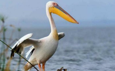 ​世界上最美丽的十种白鸟 美洲白鹈鹕第一名 大白鹭暂居第二