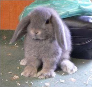 迷你垂耳兔超可爱,是垂耳兔哦,可不是普通的兔子