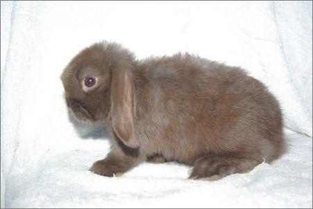 迷你垂耳兔超可爱,是垂耳兔哦,可不是普通的兔子