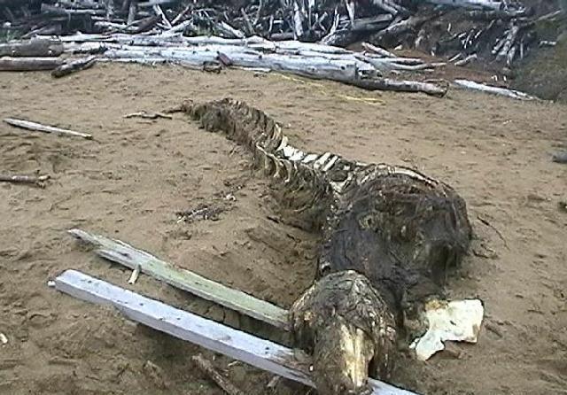 小岛上发现神秘物种尸体, 莫非是侥幸存活下来的恐龙