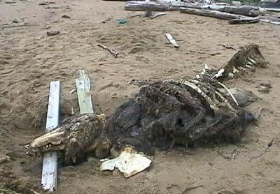 小岛上发现神秘物种尸体, 莫非是侥幸存活下来的恐龙