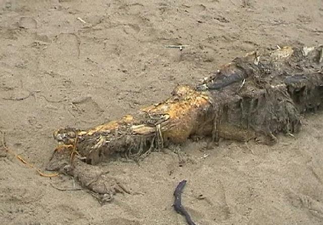 小岛上发现神秘物种尸体, 莫非是侥幸存活下来的恐龙