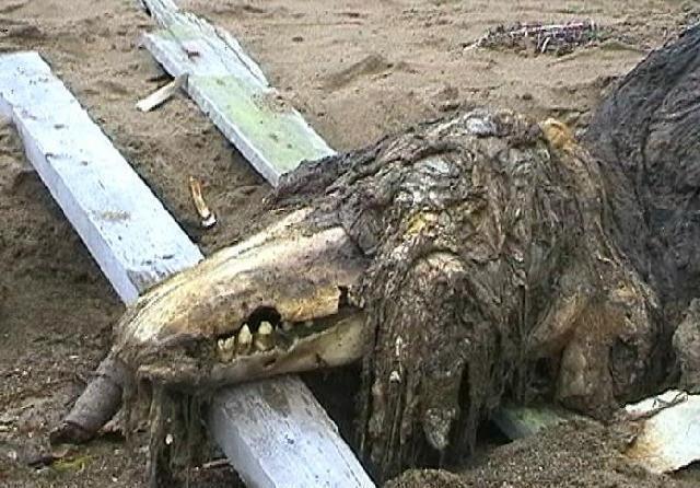小岛上发现神秘物种尸体, 莫非是侥幸存活下来的恐龙