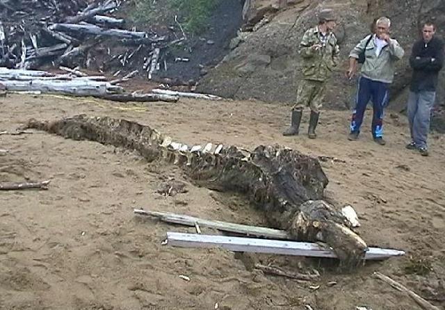 小岛上发现神秘物种尸体, 莫非是侥幸存活下来的恐龙