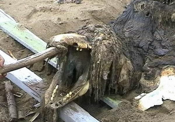 小岛上发现神秘物种尸体, 莫非是侥幸存活下来的恐龙