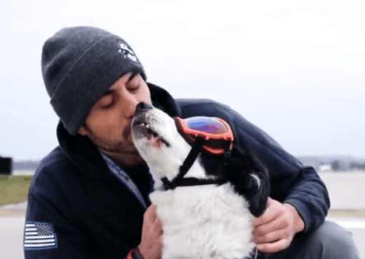 美国一只机场驱鸟犬走红, 奔跑像导弹发射! 网友: 狗子的眼镜亮了