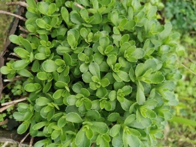 农村这种费菜,人称金不换,高钙菜,土三七,养生菜,你见过吗?