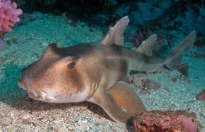 ​世界上最温和的鲨鱼是什么鲨鱼？澳大利亚虎鲨