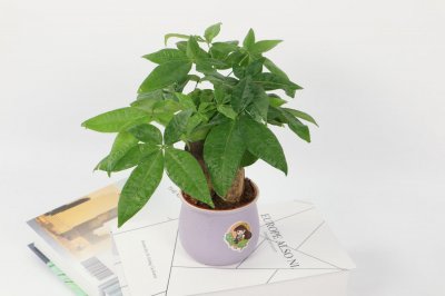 发财树的修剪时间方法