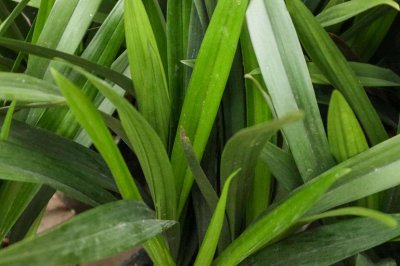 刚上盆的兰花多久施肥