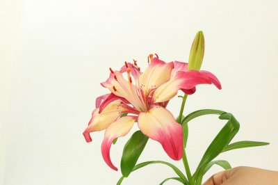 ​百合的花语和寓意