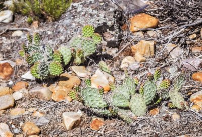 仙人掌的不同品种有哪些