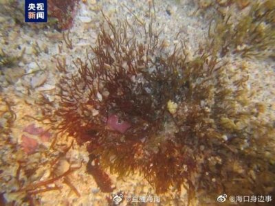 ​在海南，又发现新物种