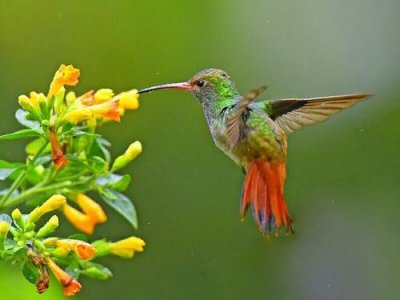 ​十大反应最快的动物排名，排名第一竟是蜂鸟