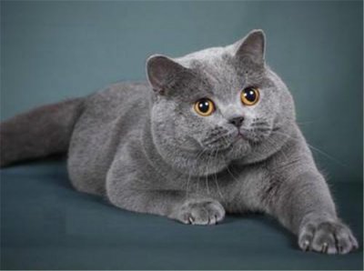 全球最红萌宠排行榜,哈士奇乃拆家高手!