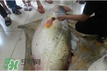 黄唇鱼为什么贵?黄唇鱼有什么药用价值? 黄唇鱼为什么贵?黄唇鱼有什么药用价值?