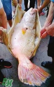 黄唇鱼为什么贵?黄唇鱼有什么药用价值?