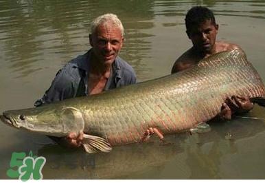 黄唇鱼为什么贵?黄唇鱼有什么药用价值? 黄唇鱼为什么贵?黄唇鱼有什么药用价值?