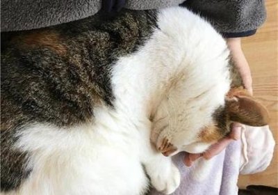 猫厌食、呕吐、腹泻怎么办?猫胰腺炎的综合防治措施