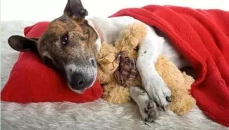 Dogecoin狗狗币交易平台 - 狗狗币价格行情,实时走势图狗狗币未来达到100元 狗狗币突破100元的可能性分析