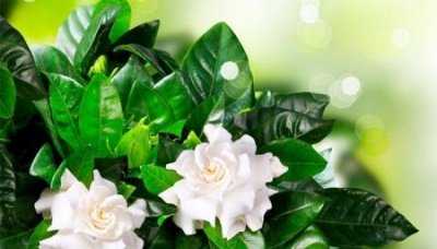 蓝洁瑛生前发生了什么事蓝洁瑛说的两个大人物是哪位?