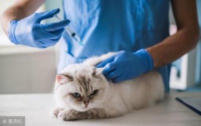 狗狗总是凌晨呕吐狗狗总是凌晨呕吐黄水