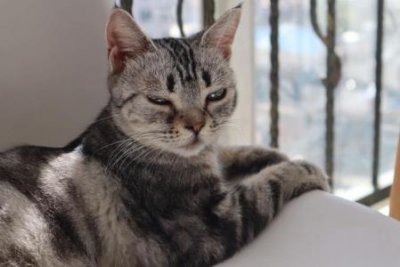 ​斗鱼鱼类的历史背景，斗鱼的进展