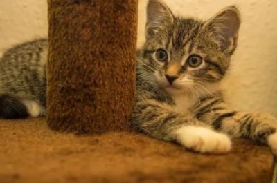 被接种疫苗的猫轻微抓伤:是否需要进行医疗处理?