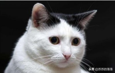 养宠经验分享:怎么判断猫咪发完情了?发情了怎么解决