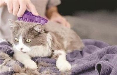 猫咪眼睛发红是什么真相? 猫猫眼睛红是怎么了