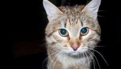 养宠经验:猫咪指甲受伤发炎发臭怎么办?猫指甲划破需要打针吗?