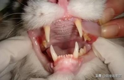 无毛猫并非一点毛都没有?无毛猫你看着害怕吗?