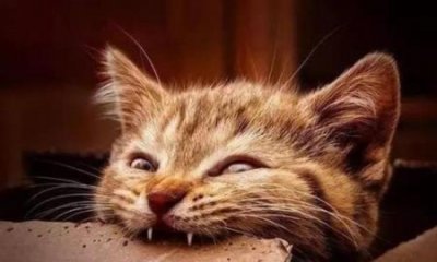 十大颜值最高的猫:帕蓝姆猫粮怎么样帕蓝姆猫粮是毒猫粮吗?