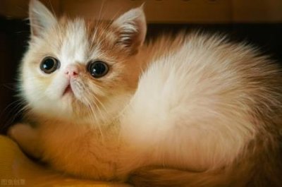 猫咪伤口脓怎么医治?第一时间做好伤口护理的措施,帮助清洁和包扎