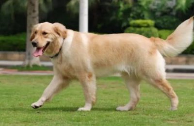 博美犬没胃口,看看这几个解决办法吧! 博美犬不爱吃饭怎么回事?