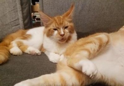 猫咪皮肤篇:猫自己舔会扩散猫癣么?猫长癣后舔了会有事吗?猫舔自己猫藓会传