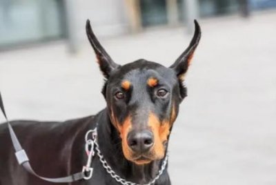 为什么杜宾犬需要剪去尾巴