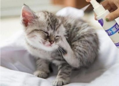 宠物狗怎么养?最好的