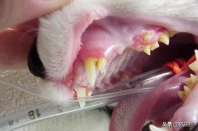 猫咪多大可以驱虫?猫咪多大可以驱虫体内