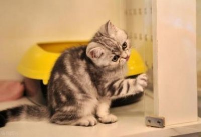 猫鼻支是什么原因造成的?3种方法护理