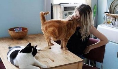 猫咪为什么爱洗脸?是因为猫咪爱干净吗?