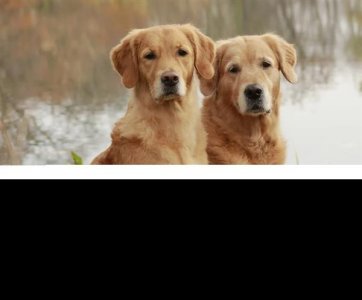 深圳一只金毛扑倒女子撕咬小狗科普:金毛是猎犬控制不住别养