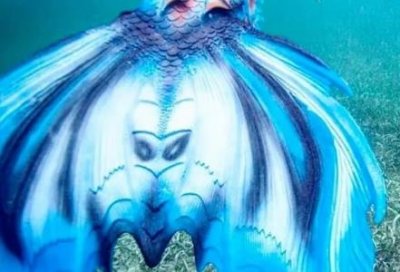 探索隐秘鲛人化石美人鱼的传说是真的