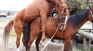 关于马和马交配的信息