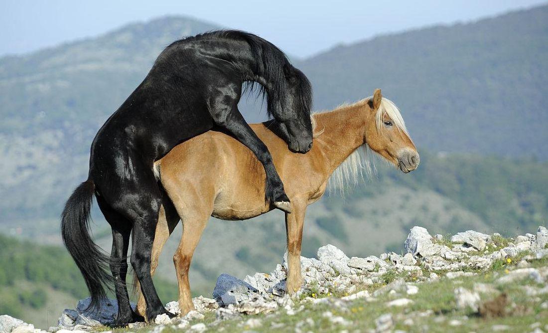 关于马和马交配的信息