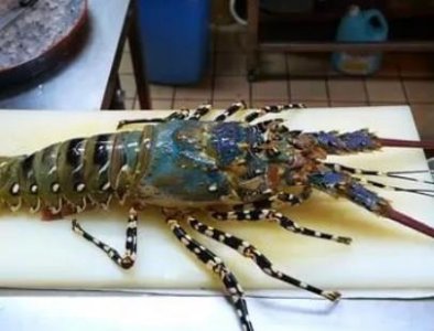 三眼恐龙虾:3亿年前超强生命力的生物它真的可以吃