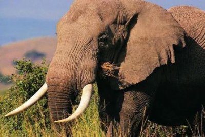 海胆的化石棘揭示了深海的过去