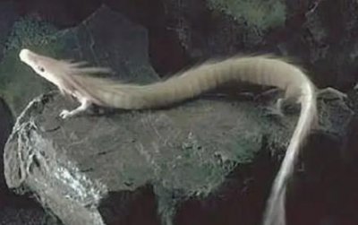 高邮龙吸水是真龙三只鸟造假背后的谜团