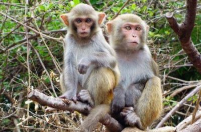 倭狨:南美洲体型最小的猴子体长仅11厘米形似松鼠